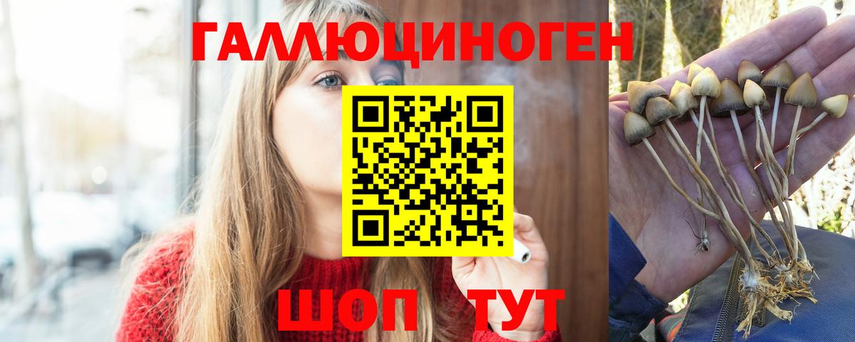 Псилоцибиновые грибы Psilocybe Прохладный